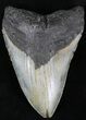 Megalodon Tooth - North Carolina #23429-1